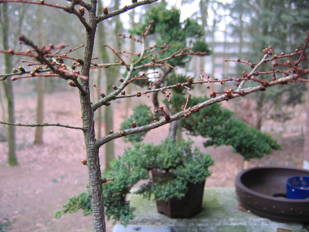 bonsai65.jpg